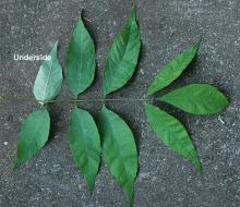 leaf