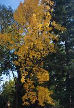 plant habit, fall