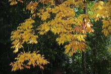 foliage, fall