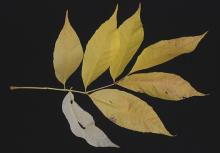 leaf, fall