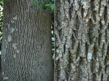 trunk, bark