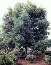 plant habit