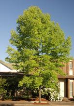 Fraxinus americana Autumn Purple® | Landscape Plants | Oregon State ...