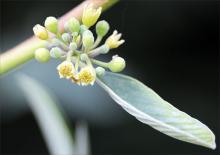 flower cluster and leaf