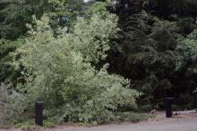 plant habit, in a landscape 