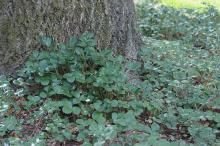 plant habit