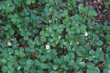 plant habit
