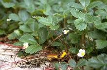 leaves, flowers and stolons