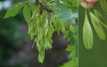 immature fruit cluster and fruit