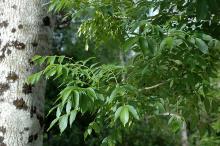 leafy shoots