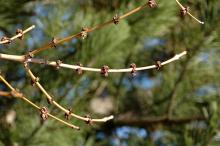 male flowers, spring