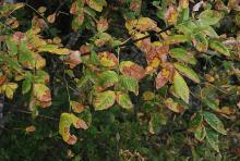 leaves, fall