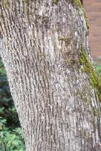 trunk, bark