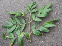 shoot, note opposite leaves
