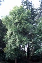 plant habit, in a woods