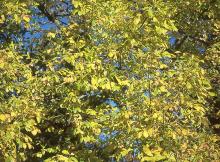 leaves, fall