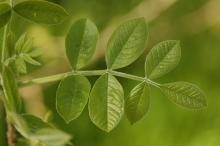 expanding leaf