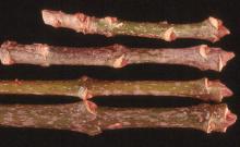 twigs, bark, winter