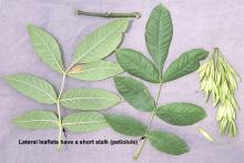 leaves and fruit
