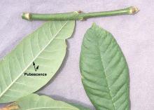 leaflets and twig