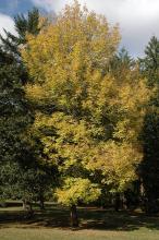 plant habit, fall