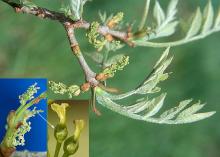 female flowers, spring