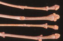twig, buds, winter