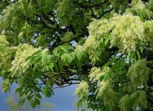 flower clusters and leaves