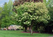 plant habit, spring flowering