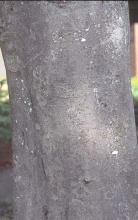 trunk, bark