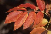 leaves, fall