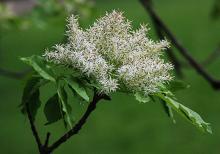 flower cluster