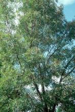 canopy, open