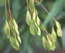 fruit clusters