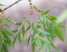 leaves