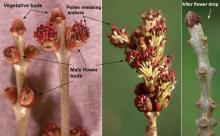opening male flower buds, early spring