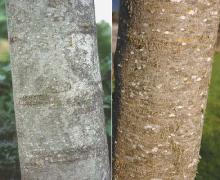 trunk, bark