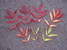 leaves, fall