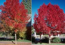 plant habit, fall