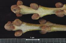 dormant twig, buds