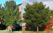 plant habit