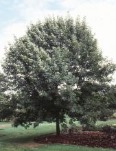 plant habit plant habit
