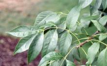 leaves leaves