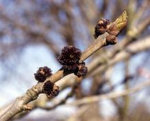 male (pollen) flowers, spring male (pollen) flowers, spring
