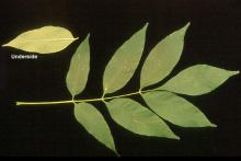 leaf, summer leaf, summer