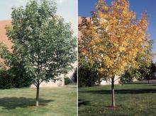plant habit, summer and fall plant habit, summer and fall