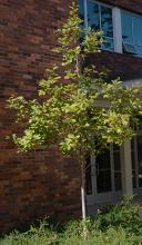 young, plant habit