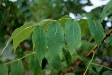leaf