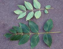 leaf