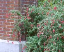 flowering branches